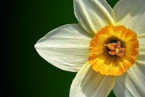 Poor ol' Narcissus made just as lovely a flower as he did a human person.