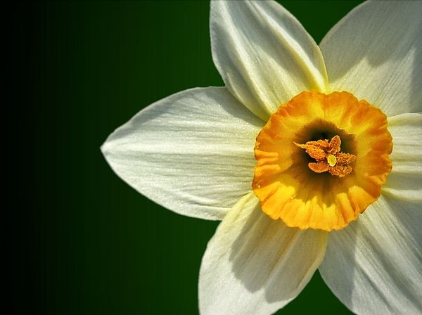 daffodil