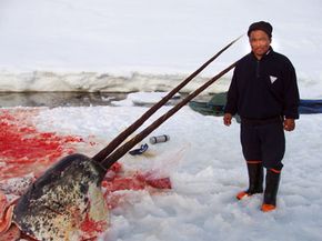 Sealer Aron Aqqaluk Kristiansen from the settlement Kangersuatsiaq in Greenland poses with the head of a rare, double-tusked narwhal.
