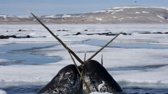 How Narwhals Work