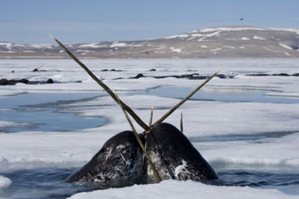 Narwhals rubbing tusks