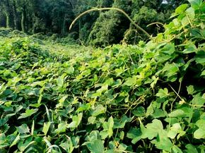 葛藤是一种非本地的入侵植物，在19世纪从亚洲引入美国以控制侵蚀。＂border=