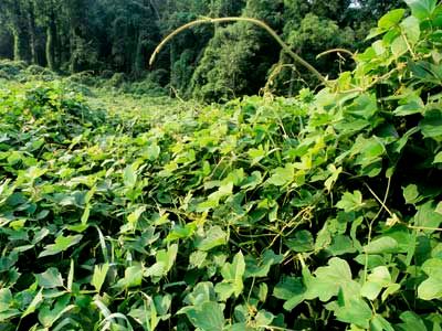 kudzu field