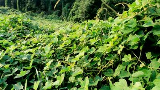 为什么景观与本土植物？＂border=