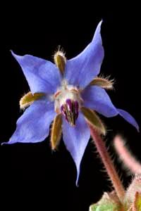 starflower