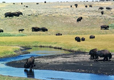 yellowstone national park