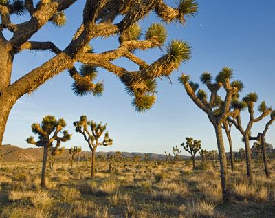 joshua tree national park