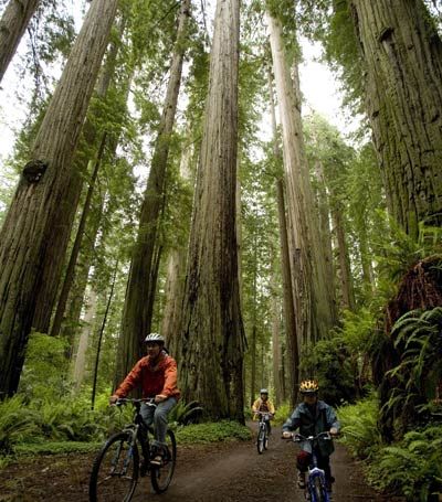 redwood national park