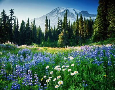 mount rainier national park