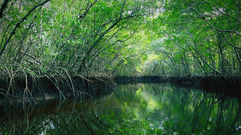 Everglades National Park, pond