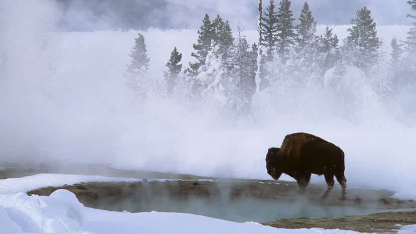 bison, Yellowstone National Park