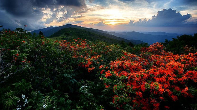 火焰杜鹃花，阿巴拉契亚山道＂width=