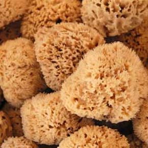 Natural sea sponges are a product of the ocean and can be used to scrub the skin soft.