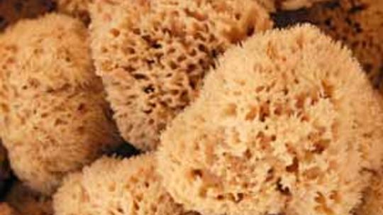 Are Natural Sea Sponges Good For Your Skin?