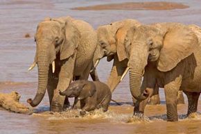 4 African elephants (3 adults, 1 calf) crossing a river