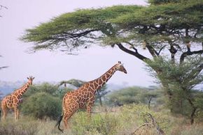 Giraffes walking under&nbsp;acacia trees