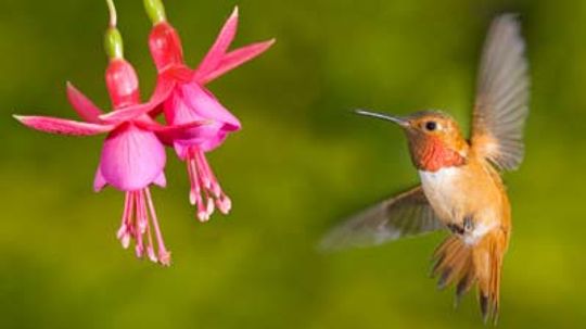 18新利最新登入自然选择是如何工作的”width=