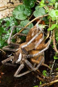 Giant fishing spiders mating.