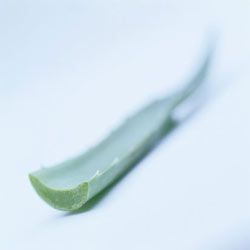 The gel found inside this aloe leaf is good for constipation and moisturizing dry lips.