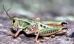 Make a nature walk fun by challenging your kids to contest: First to photograph a grasshopper wins!