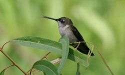 A ruby-throated hummingbird