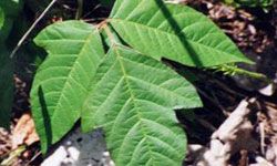 Before you head off into your own backyard wilderness, make sure you and your kids can recognize things like poison ivy.