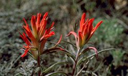 The Indian paintbrush is native to the Western United States.