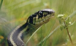 By studying a reference book, you'll be able to identify the common garter snake as harmless.
