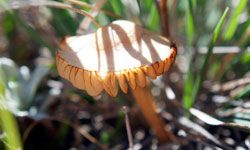 Looking for a botany lesson? Many backyards are full of fungi.