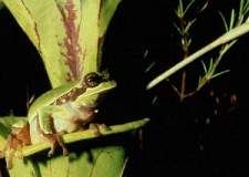 This Pine Barrens treefrog can be found in North Carolina's longleaf pine forests.