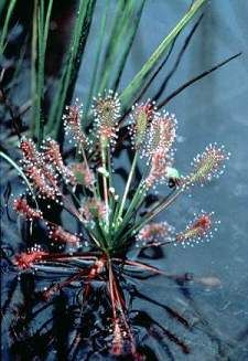 Sundew is one of the 14 species of insectivorous plants found in the Green Swamp Preserve in North Carolina.
