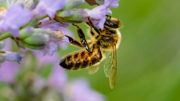 Close-up of bee in nature, animal insect.