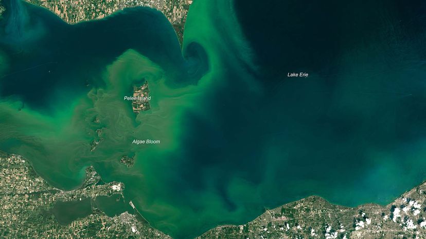 algal bloom Lake Erie