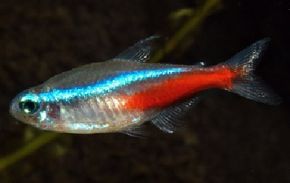 Neon Tetra -- paracheirodon innesi See more Aquarium Fish Image Gallery.