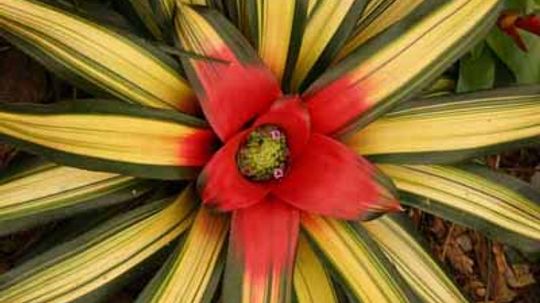 Neoregelia”border=