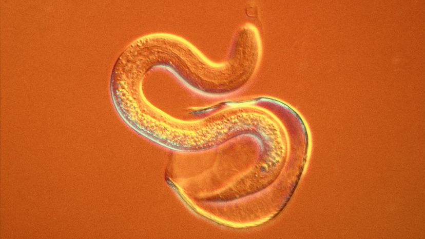 nematode on microscope