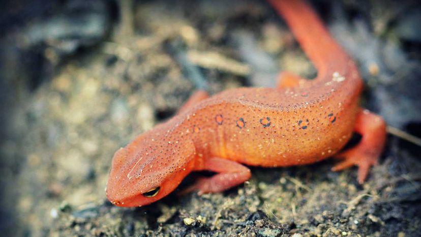 eastern red-spotted newt