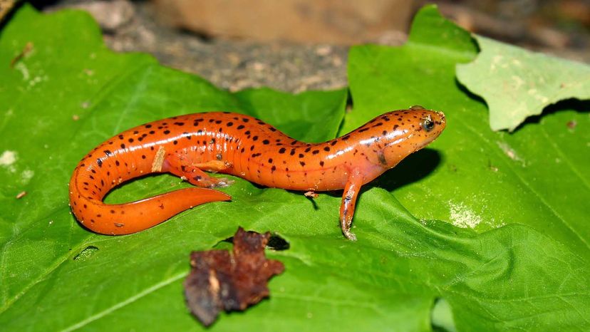 red salamander