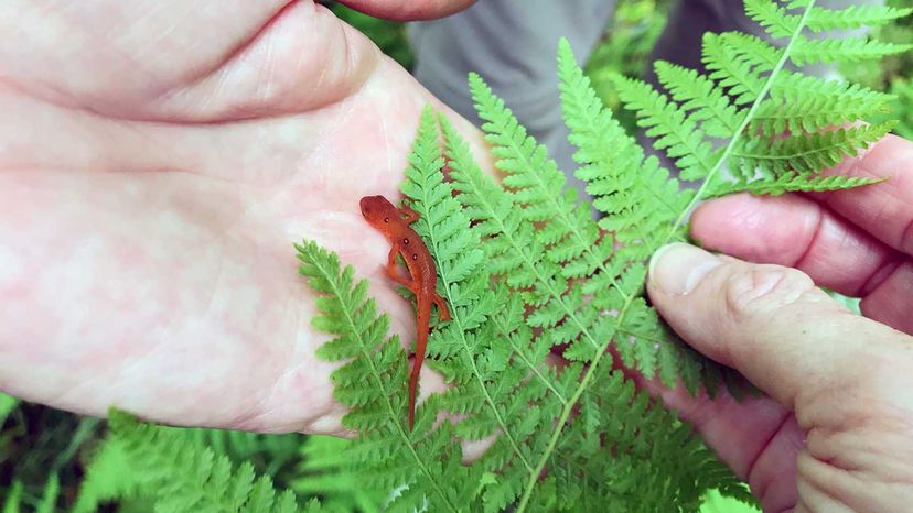 Eastern newt