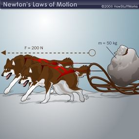 Dog pulling a sled, illustrating the f = ma equation