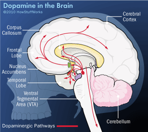 dopamine in the brain