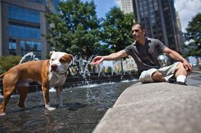 纽约，一只红鼻子比特犬和它的主人在一起。比特犬并不一定比其他狗更具攻击性。＂border=