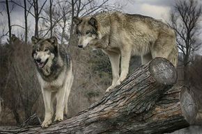 尽管它们有群体行为，但狼更喜欢与人类独处，如果你做得正确，它们很容易被吓跑。＂border=