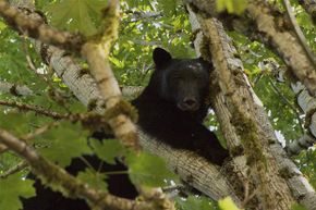 黑熊倾向于爬树而不是攻击人类。另一方面，灰熊更具攻击性。＂border=