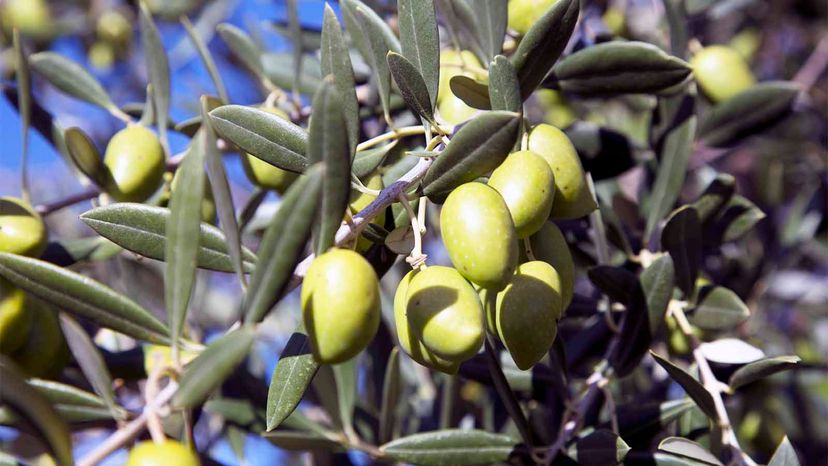 Raw olives