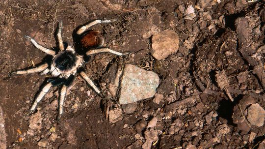 Several New Species of Tarantula Found High in the Andes