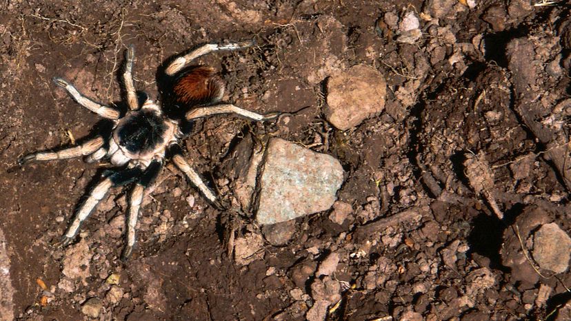 Terrifying new species of spider 'like a tarantula' discovered