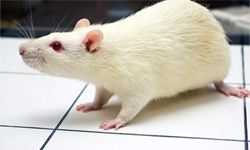 Rat Poison发现第二次生命是血液凝块，栓塞和中风的疗法。“border=