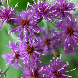 鲍德温的ironweed Vernonia baldwinii。尼尔·史密斯国家野生动物保护区,爱荷华州大草原市。”border=