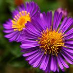 Asters serve as the symbol for the 20th wedding anniversary.­